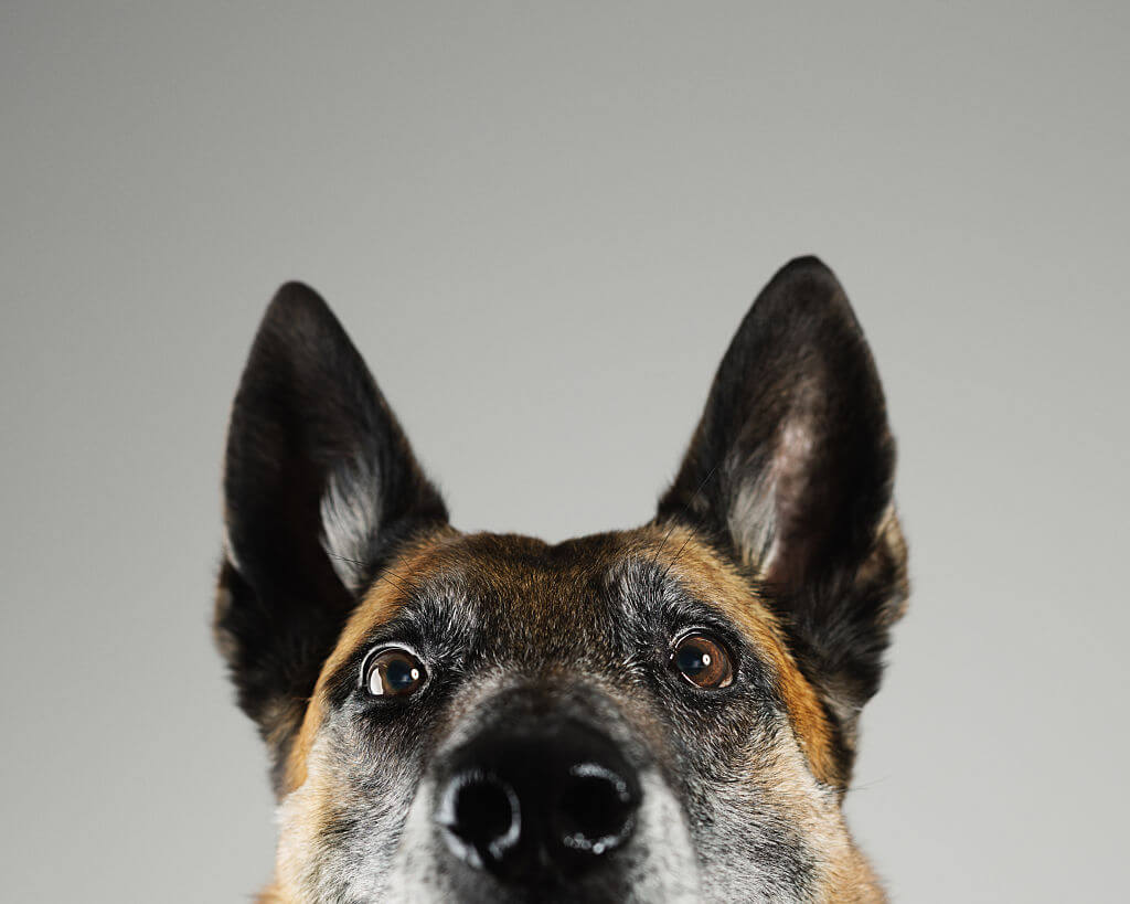 Pour les paresseux – Comment épuiser son chien sans efforts ! – Cours &  Dressage pour chien, comportement canin à Montréal et Québec !